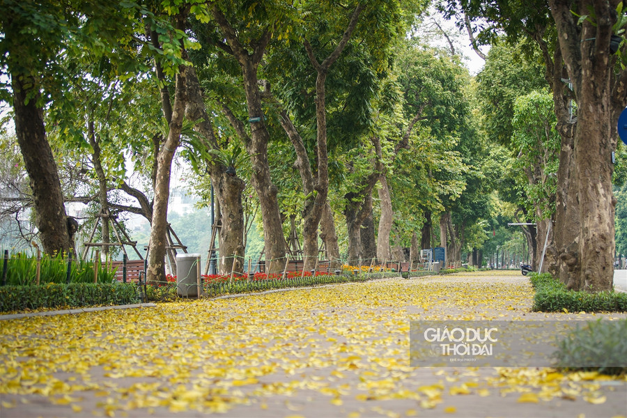 Hà thành đẹp mơ màng mùa sấu già trút lá ảnh 1