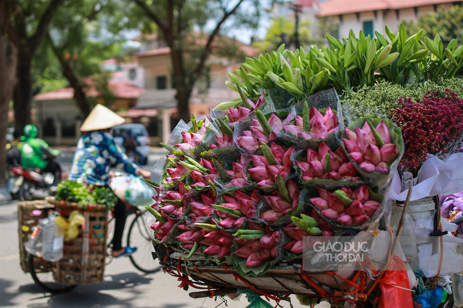 Ngẩn ngơ mùa sen trong phố ảnh 13