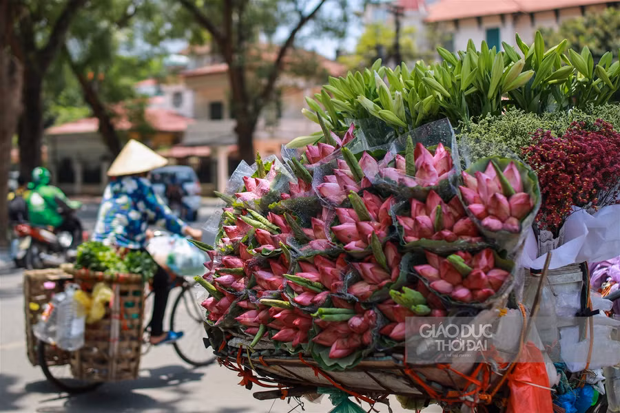 Ngẩn ngơ mùa sen trong phố ảnh 13