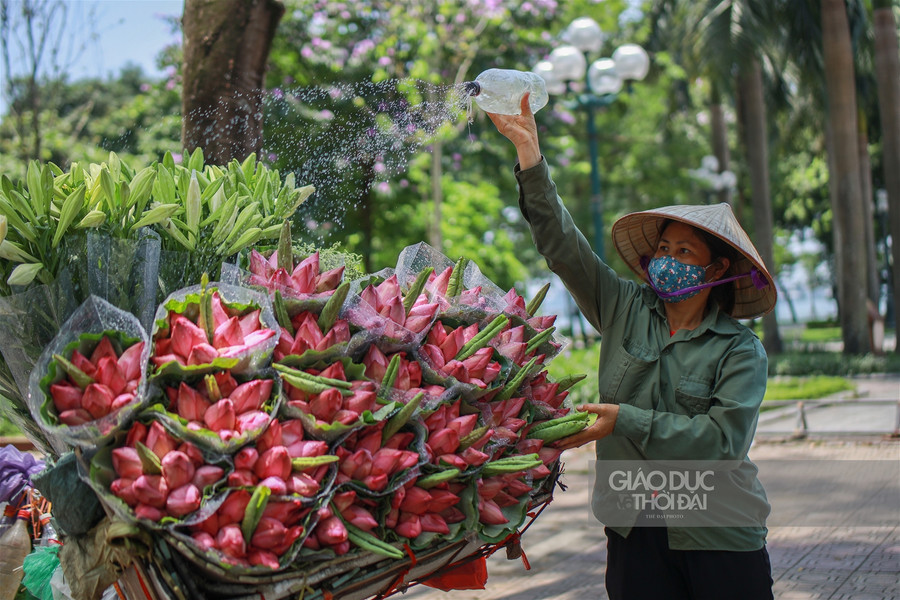 Ngẩn ngơ mùa sen trong phố ảnh 10