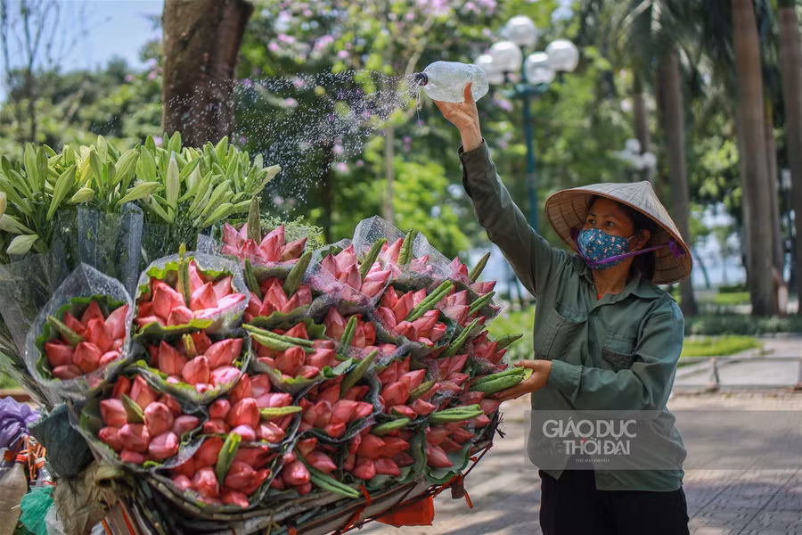 Ngẩn ngơ mùa sen trong phố ảnh 10