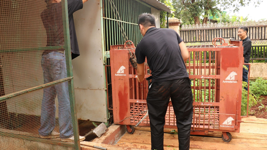 Cứu hộ gấu ngựa nuôi nhốt cuối cùng tại Gia Lai ảnh 1