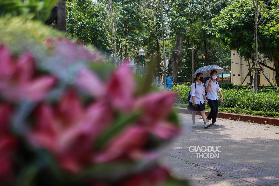 Ngẩn ngơ mùa sen trong phố ảnh 14