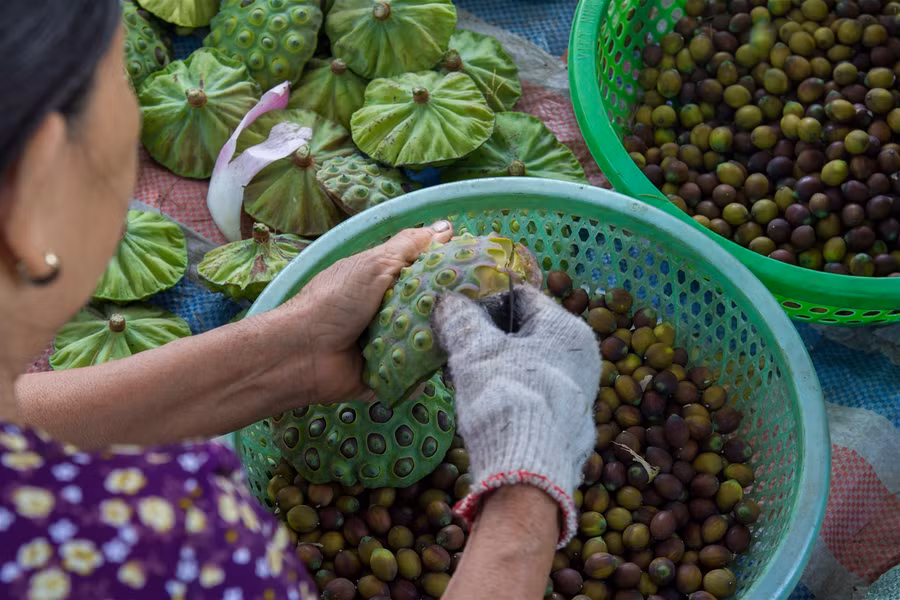 Vựa sen lớn nhất miền Bắc vào vụ thu hoạch ảnh 6