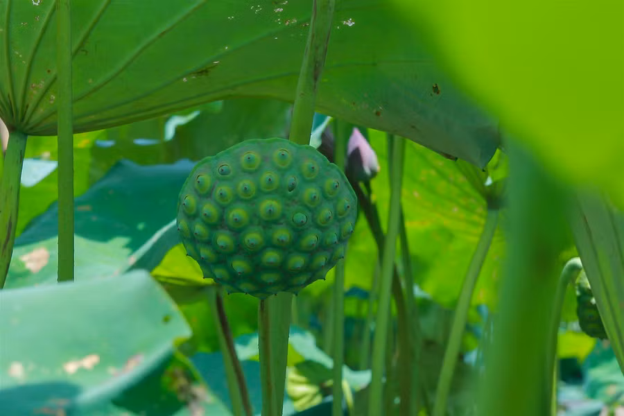 Vựa sen lớn nhất miền Bắc vào vụ thu hoạch ảnh 2