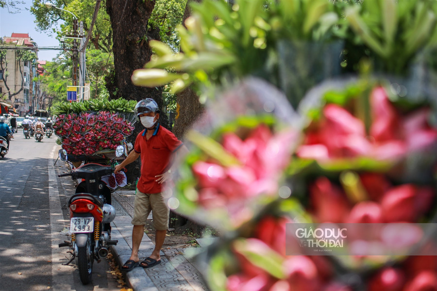 Ngẩn ngơ mùa sen trong phố ảnh 1