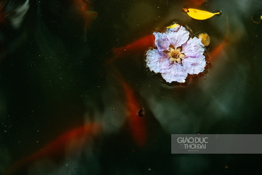 Dịu dàng hoa bằng lăng "nhuộm tím" đường phố Hà Nội ảnh 14