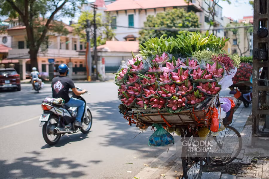 Ngẩn ngơ mùa sen trong phố ảnh 4