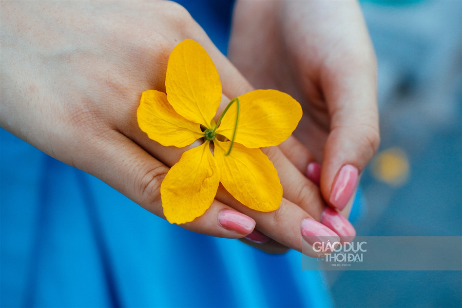 Muồng hoàng yến nhuộm vàng Hà Nội những ngày tháng 5 ảnh 7 Muồng hoàng yến nhuộm vàng Hà Nội những ngày tháng 5 ảnh 7