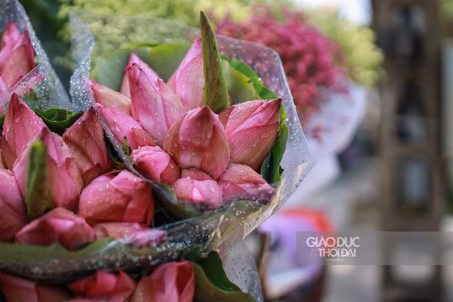 Ngẩn ngơ mùa sen trong phố ảnh 12