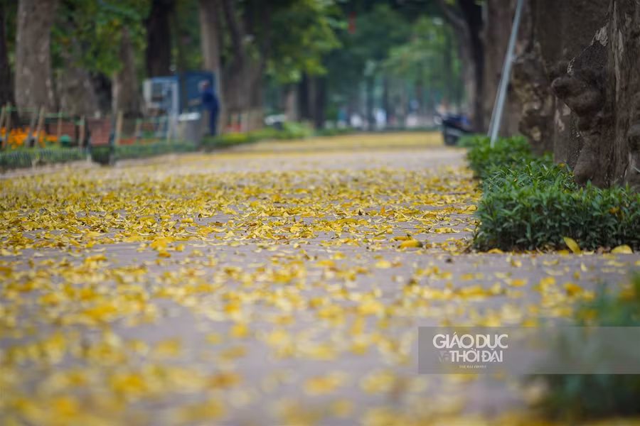 Hà thành đẹp mơ màng mùa sấu già trút lá ảnh 3