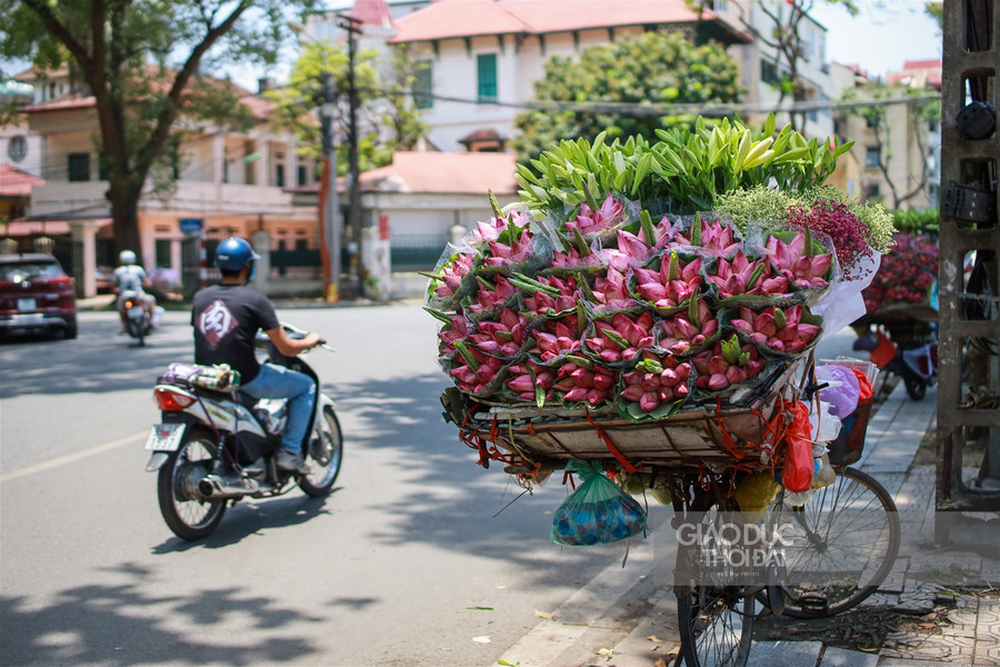 Ngẩn ngơ mùa sen trong phố ảnh 4