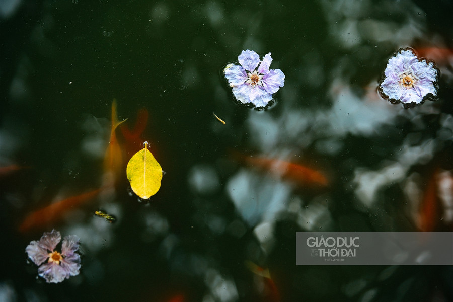 Dịu dàng hoa bằng lăng "nhuộm tím" đường phố Hà Nội ảnh 12