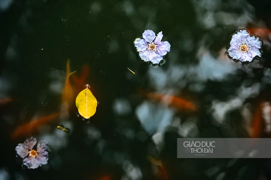 Dịu dàng hoa bằng lăng "nhuộm tím" đường phố Hà Nội ảnh 12