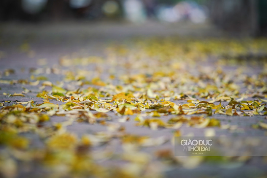 Hà thành đẹp mơ màng mùa sấu già trút lá ảnh 2