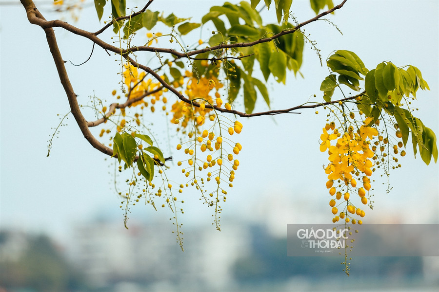 Muồng hoàng yến nhuộm vàng Hà Nội những ngày tháng 5 ảnh 2 Muồng hoàng yến nhuộm vàng Hà Nội những ngày tháng 5 ảnh 2