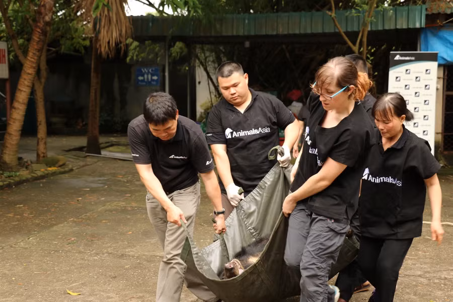 Cứu hộ 2 cá thể gấu ngựa bị nhốt 20 năm trong lồng sắt ảnh 7