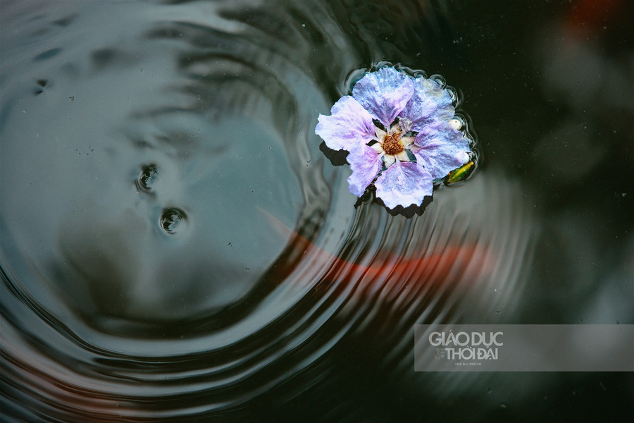 Dịu dàng hoa bằng lăng "nhuộm tím" đường phố Hà Nội ảnh 10