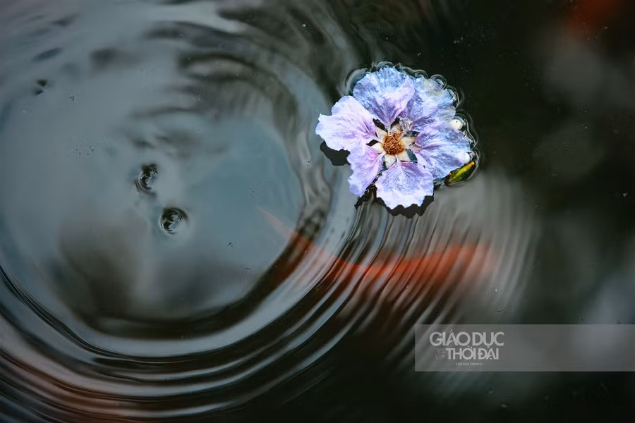 Dịu dàng hoa bằng lăng "nhuộm tím" đường phố Hà Nội ảnh 10