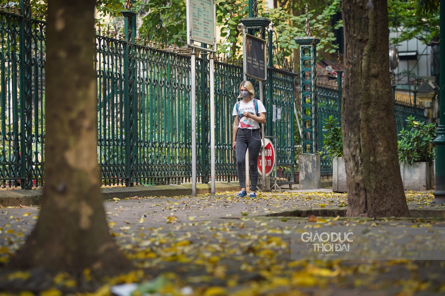 Hà thành đẹp mơ màng mùa sấu già trút lá ảnh 8