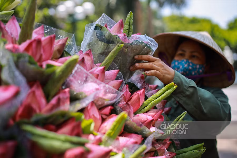 Ngẩn ngơ mùa sen trong phố