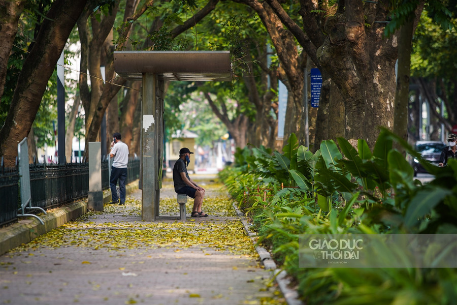 Hà thành đẹp mơ màng mùa sấu già trút lá ảnh 11