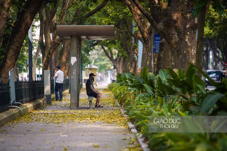 Hà thành đẹp mơ màng mùa sấu già trút lá ảnh 11
