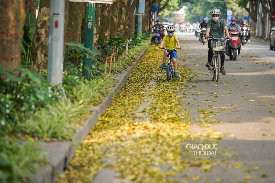 Hà thành đẹp mơ màng mùa sấu già trút lá ảnh 12