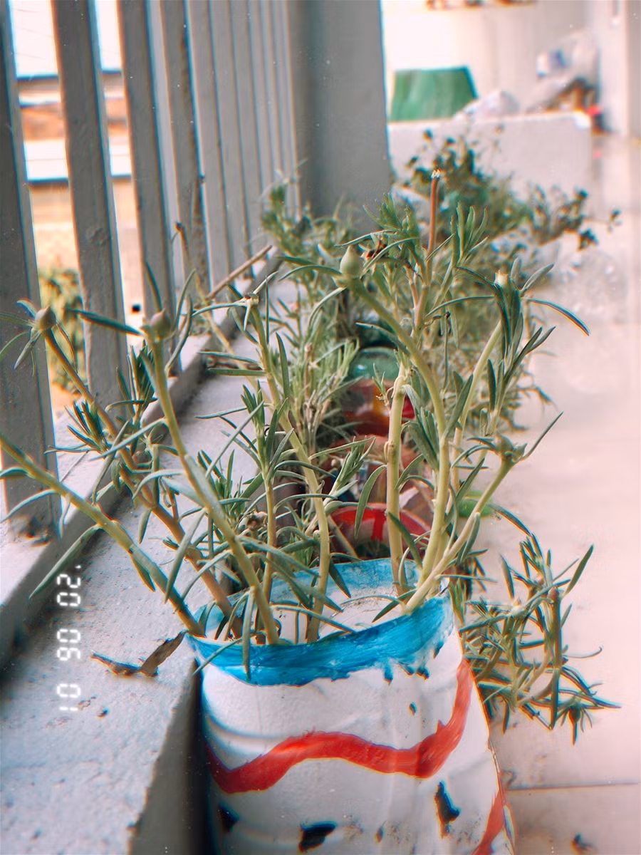 Ngày hội sáng tạo về bảo vệ môi trường của sinh viên ảnh 5