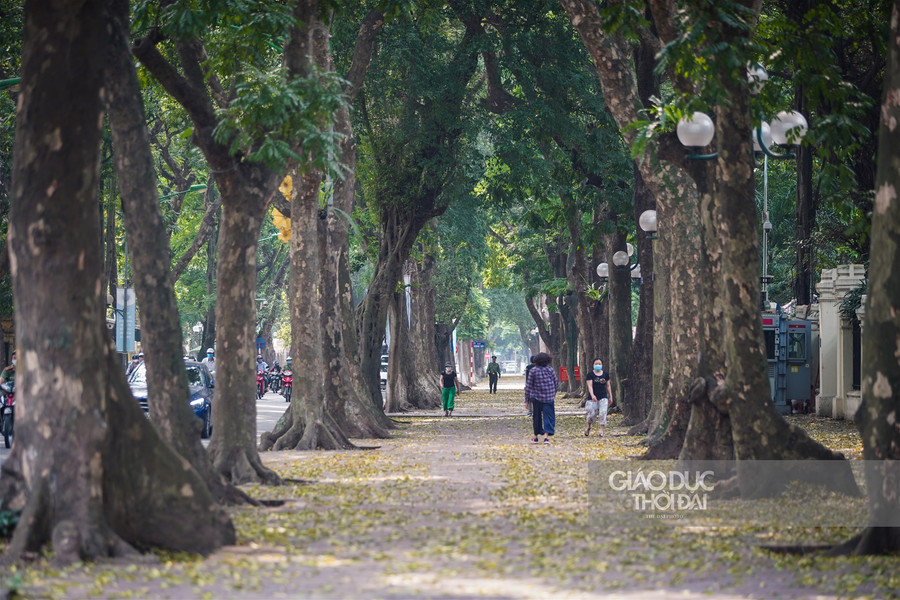 Hà thành đẹp mơ màng mùa sấu già trút lá ảnh 6