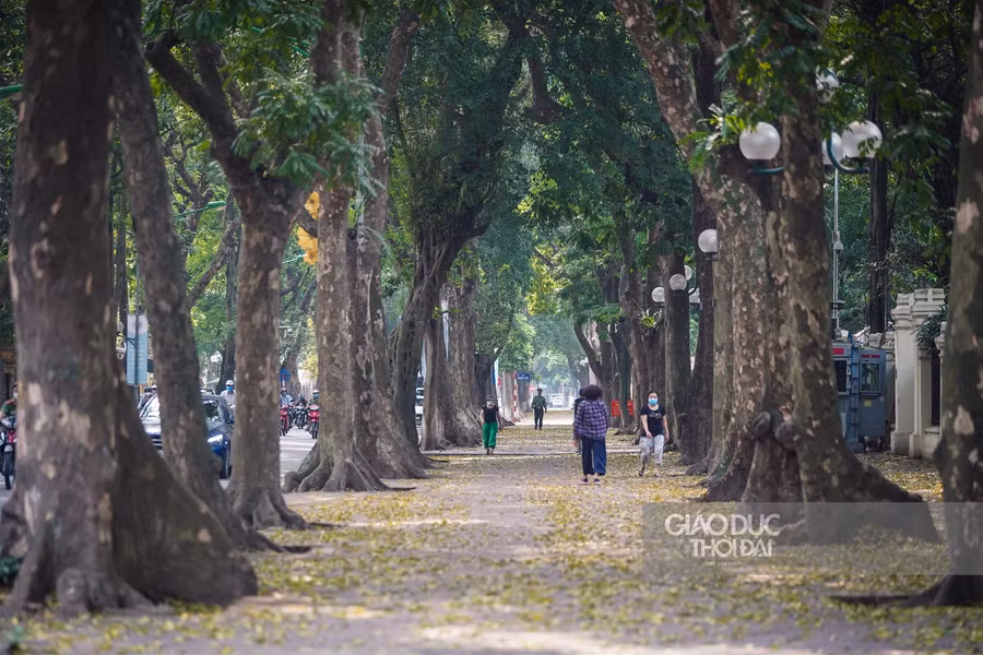 Hà thành đẹp mơ màng mùa sấu già trút lá ảnh 6