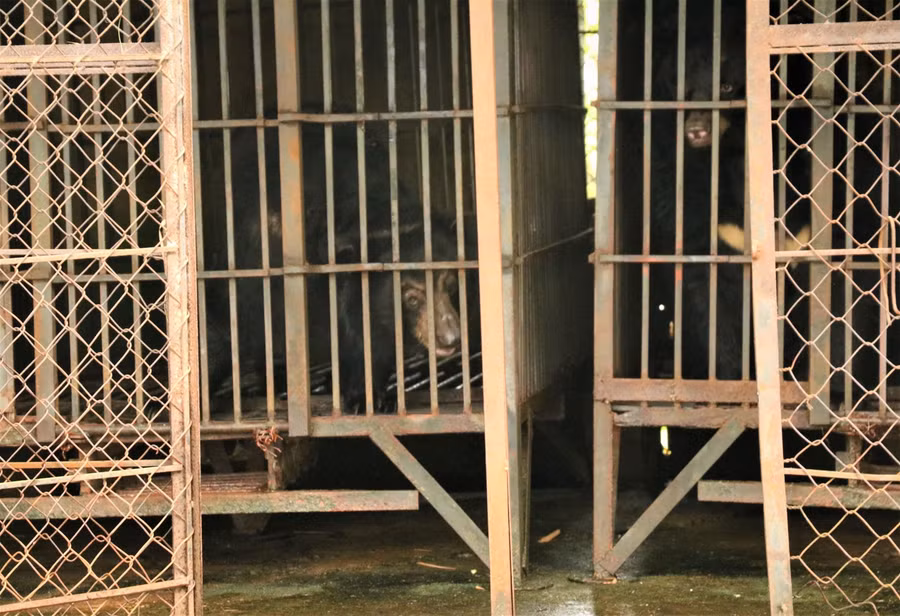 Cứu hộ 2 cá thể gấu ngựa bị nhốt 20 năm trong lồng sắt ảnh 2