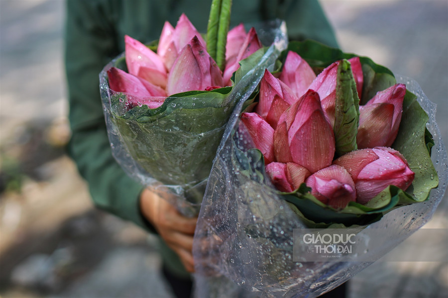 Ngẩn ngơ mùa sen trong phố ảnh 9