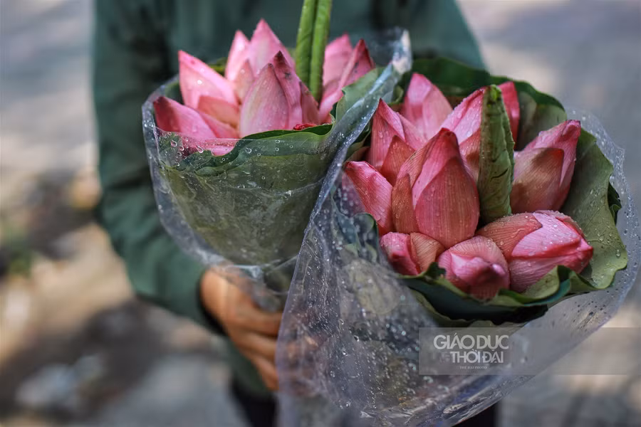 Ngẩn ngơ mùa sen trong phố ảnh 9