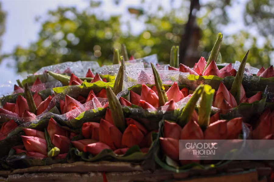 Ngẩn ngơ mùa sen trong phố ảnh 11