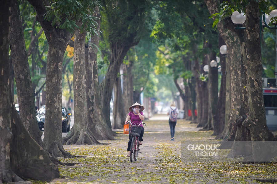 Hà thành đẹp mơ màng mùa sấu già trút lá ảnh 4