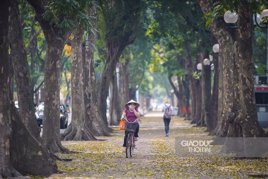 Hà thành đẹp mơ màng mùa sấu già trút lá ảnh 4