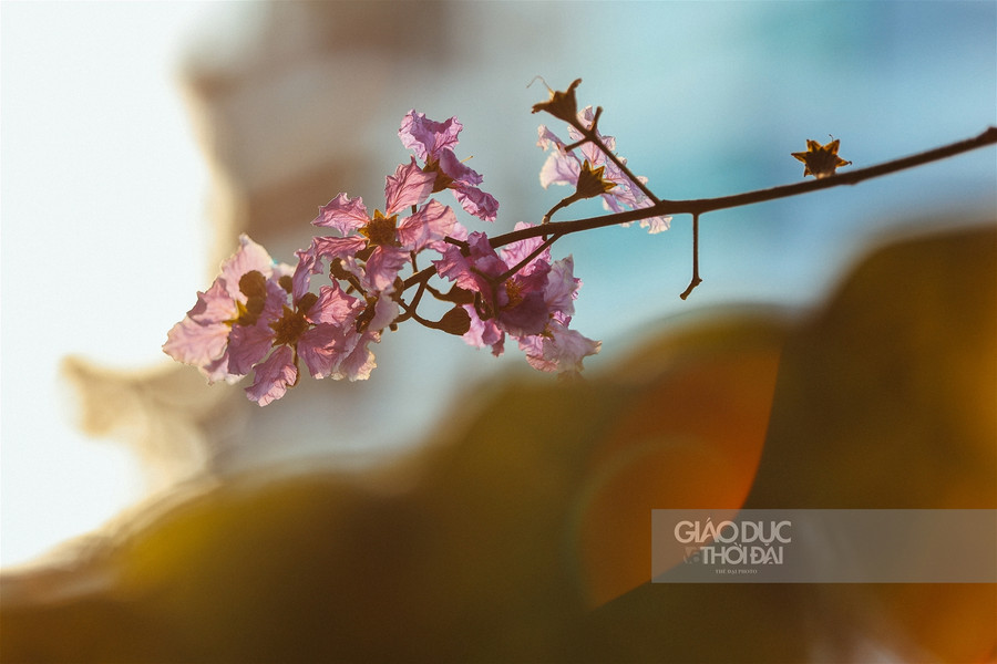 Dịu dàng hoa bằng lăng "nhuộm tím" đường phố Hà Nội ảnh 5