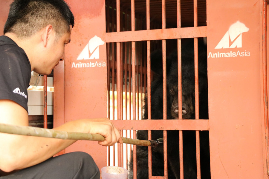 Cứu hộ gấu ngựa nuôi nhốt cuối cùng tại Gia Lai ảnh 4