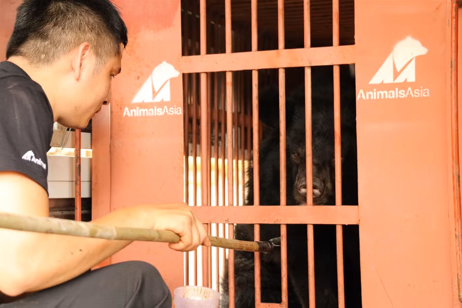 Cứu hộ gấu ngựa nuôi nhốt cuối cùng tại Gia Lai ảnh 4