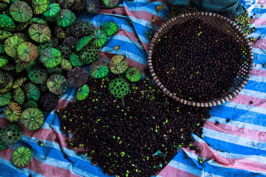 Vựa sen lớn nhất miền Bắc vào vụ thu hoạch ảnh 8