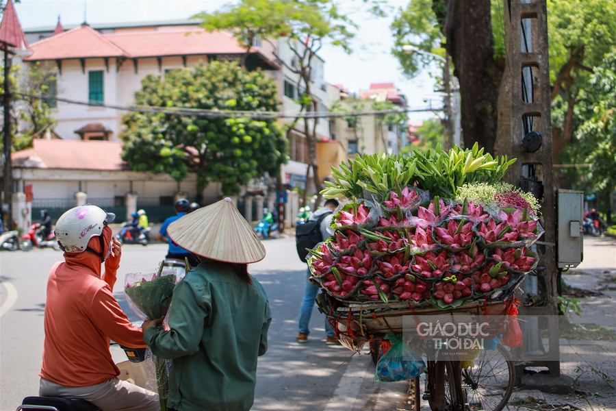 Ngẩn ngơ mùa sen trong phố ảnh 7
