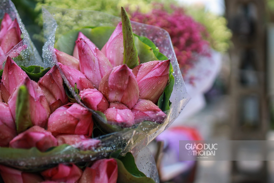 Ngẩn ngơ mùa sen trong phố ảnh 12