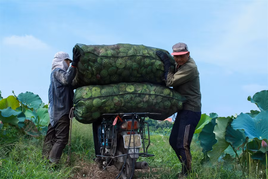 Vựa sen lớn nhất miền Bắc vào vụ thu hoạch ảnh 4