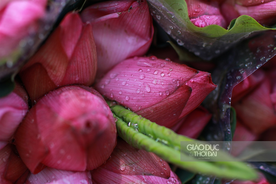 Ngẩn ngơ mùa sen trong phố ảnh 6