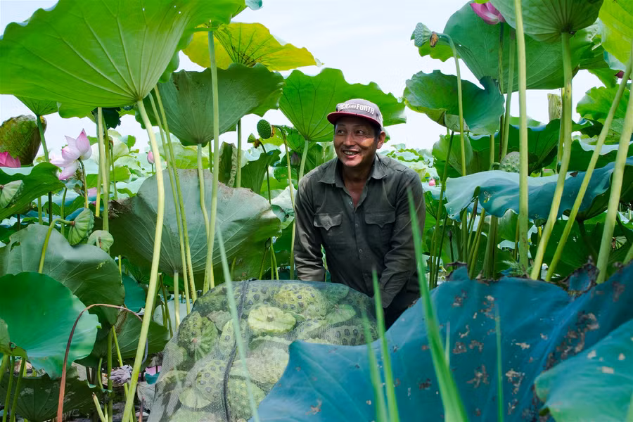 Vựa sen lớn nhất miền Bắc vào vụ thu hoạch ảnh 3