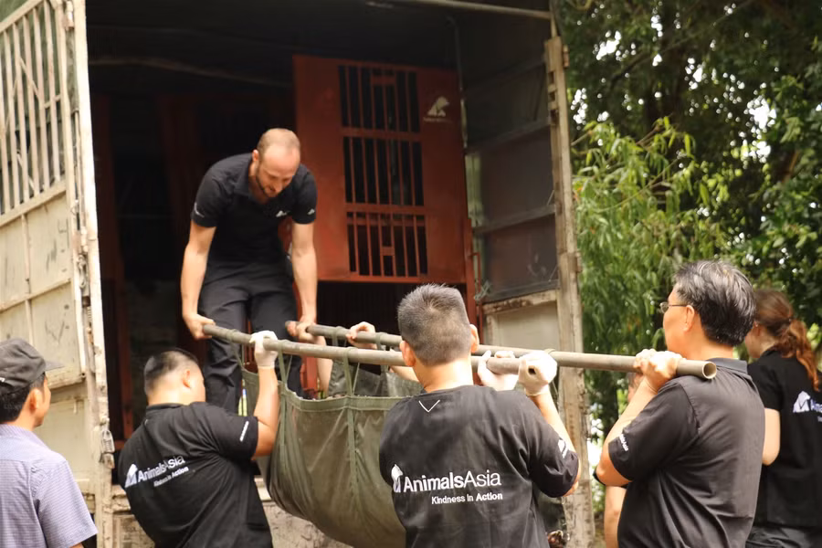 Cứu hộ 2 cá thể gấu ngựa bị nhốt 20 năm trong lồng sắt