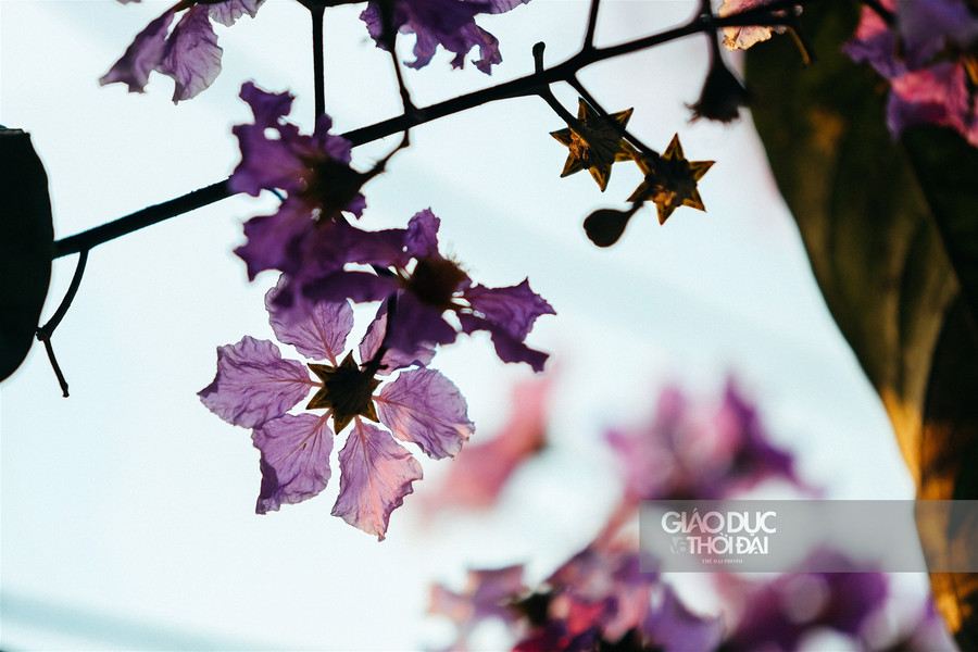 Dịu dàng hoa bằng lăng "nhuộm tím" đường phố Hà Nội ảnh 6