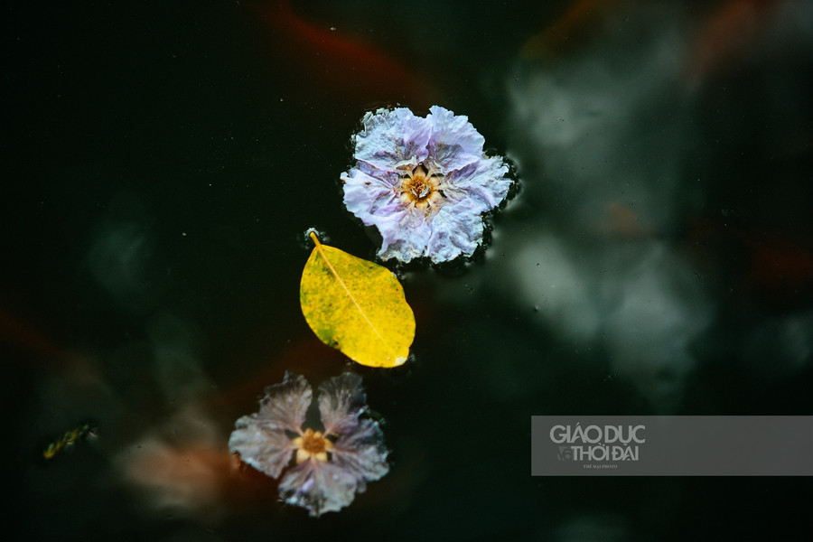 Dịu dàng hoa bằng lăng "nhuộm tím" đường phố Hà Nội ảnh 11