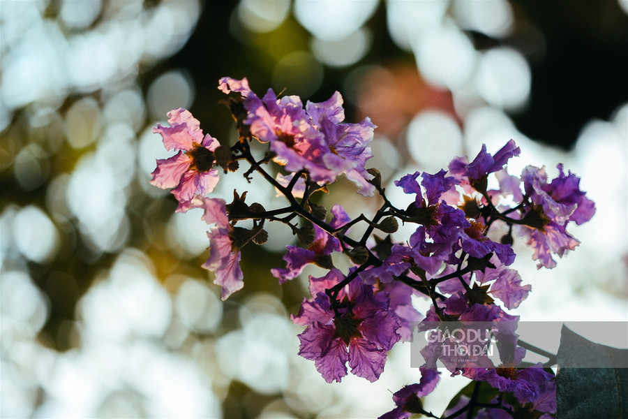 Dịu dàng hoa bằng lăng "nhuộm tím" đường phố Hà Nội ảnh 3